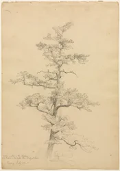 Pine Tree, Conway, New Hampshire, c. 1851