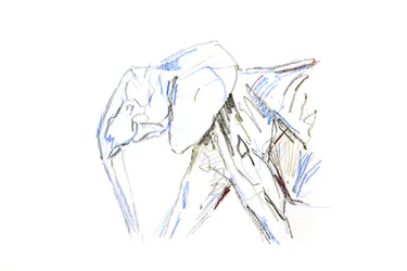 Elefante africano, 2021 (crayon no papel)