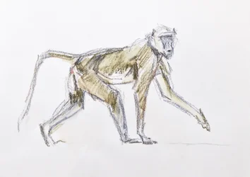 Babuíno, 2020 (aquarela e giz de cera sobre papel)