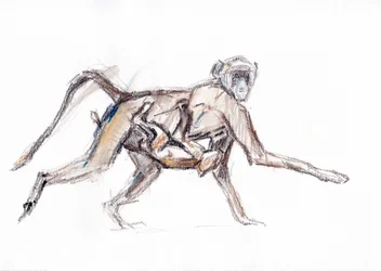 Babuíno e jovem, 2020 (crayon no papel)