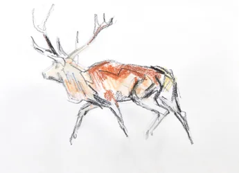 Red Deer Stag, 2020 (aguarela sobre papel)