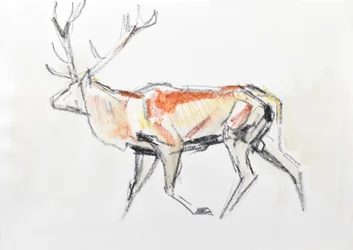 Red Deer Stag, 2020 (aguarela sobre papel)
