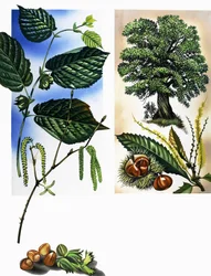 Todos os tipos de frutos secos: avelãs e castanhas