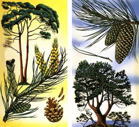 Todos os tipos de pinheiros e abetos: Pinheiro silvestre e pinheiro bravo