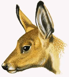 Corço