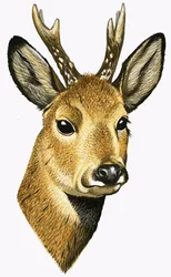 Corço