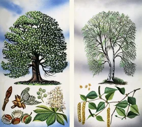 Árvores que se podem ver: Castanheiro-da-índia e Bétula-prateada