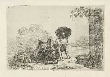 Dois cães