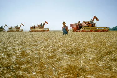 Um agricultor caminha por entre trigo à altura da cintura enquanto as ceifeiras-debulhadoras batem atrás dele. Partridge, Kansas.