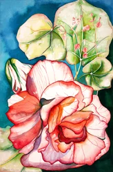 Begónia; 2006 (aguarela)