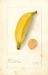 Bananas ( Musa: Banana roxa) (aguarela)