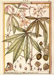 Mandioca (Jatropha manihot), de Delahaye, aguarela