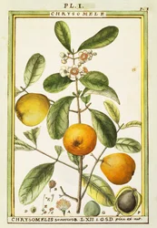 Chrysomele (Chrysomelis senticosa), aguarela de Delahaye