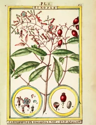 Cravinho (Caryophyllus Aromaticus), aguarela de Delahaye