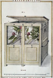 Contentor para o transporte de árvores úteis e interessantes, aguarela de Delahaye, baseada em Florindie ou Histoire physico-economique des vegetaux de la Torride (História Físico-Económica das Plantas Tropicais)