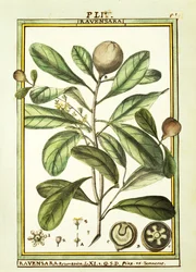 Cryptocarya Aromatica, aguarela de Delahaye