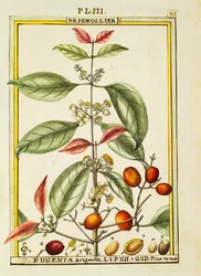 Eugenia Brignolla, aguarela de Delahaye