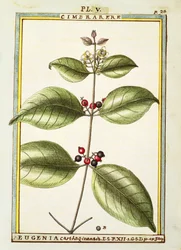 Eugenia Carthaginensis, aguarela de Delahaye