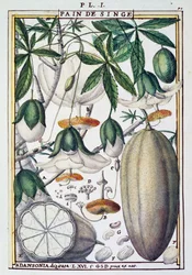 Frutas e flores de baobá (Adansonia digitata) de Delahaye, de Florindie ou Historie physico-economique des Vegetaux de la Torride