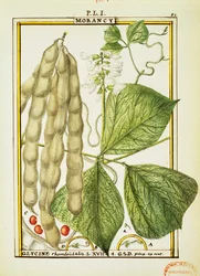 Glycine Rhomboidalis, aguarela de Delahaye