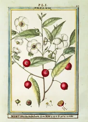 Cereja jamaicana (Muntingia calabura), aguarela de Delahaye