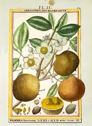 Mammee apple (Mammea americana), aguarela de Delahaye