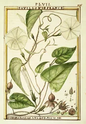Moonflower ou Moon vine (Ipomoea Alba), aguarela de Delahaye