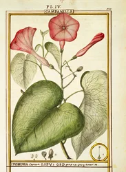 Pink Morning Glory (Ipomoea Carnea), aguarela de Delahaye