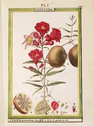 Romã (Punica granatum), aguarela de Delahaye