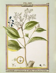 Canela Verdadeira (Cinnamomum Verum), aguarela de Delahaye
