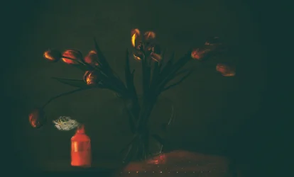 Tulipas escuras e melancólicas