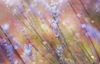 Bokeh de lavanda encantador