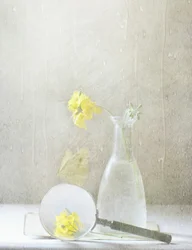 Flores amarelas de sonho