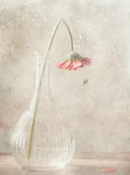 Flor rosa desbotada