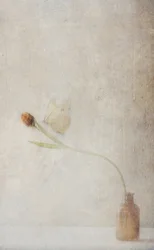 Natureza morta com tulipas murchas