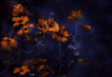 Flores laranja brilhantes