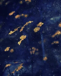 Céu Noturno de Flores Douradas