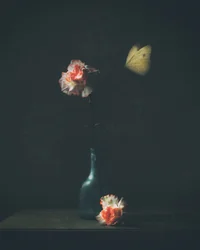Borboleta «Moody Carnation»