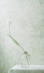 Tulipa Branca Serena