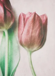 Tulipas em tons suaves de rosa