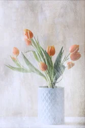 Tulipas Laranja Suave