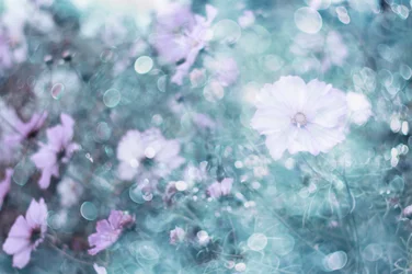Flores de cosmos em tons pastel suaves