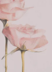 Rosas Rosa-claro
