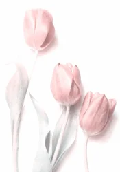 Tulipas rosa claro