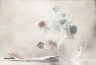 Rosas Suaves – Livro Aberto