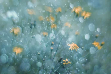 Flores amarelas cintilantes
