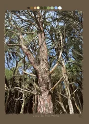Lines that make trees, 2022 (trabalho artístico digital efectuado no iPad)