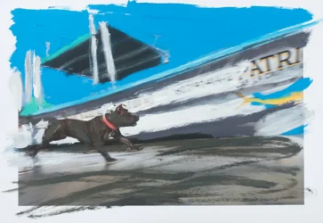 Perro en Sayulita, 2019 (tinta acrílica sobre fotografia impressa)