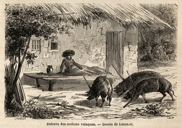 Obstruções das anterieties, assim imobilizadas, dos porcos valaque, na Roménia. Gravura para ilustrar a viagem de Paris a Bucareste, de Lancelot, desenhista, em 1860, publicada na "Le tour du monde, nouveau journal des voyages", sob a direcção de