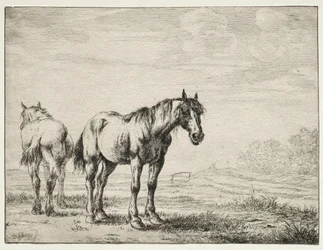 Dois cavalos de charrua.